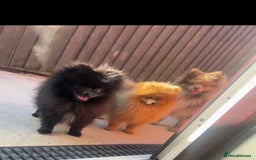 Pomeranian dogs for stud: top quality 5kg/3kgstud!chocolatemerle&fullblack🔥 - Image 6