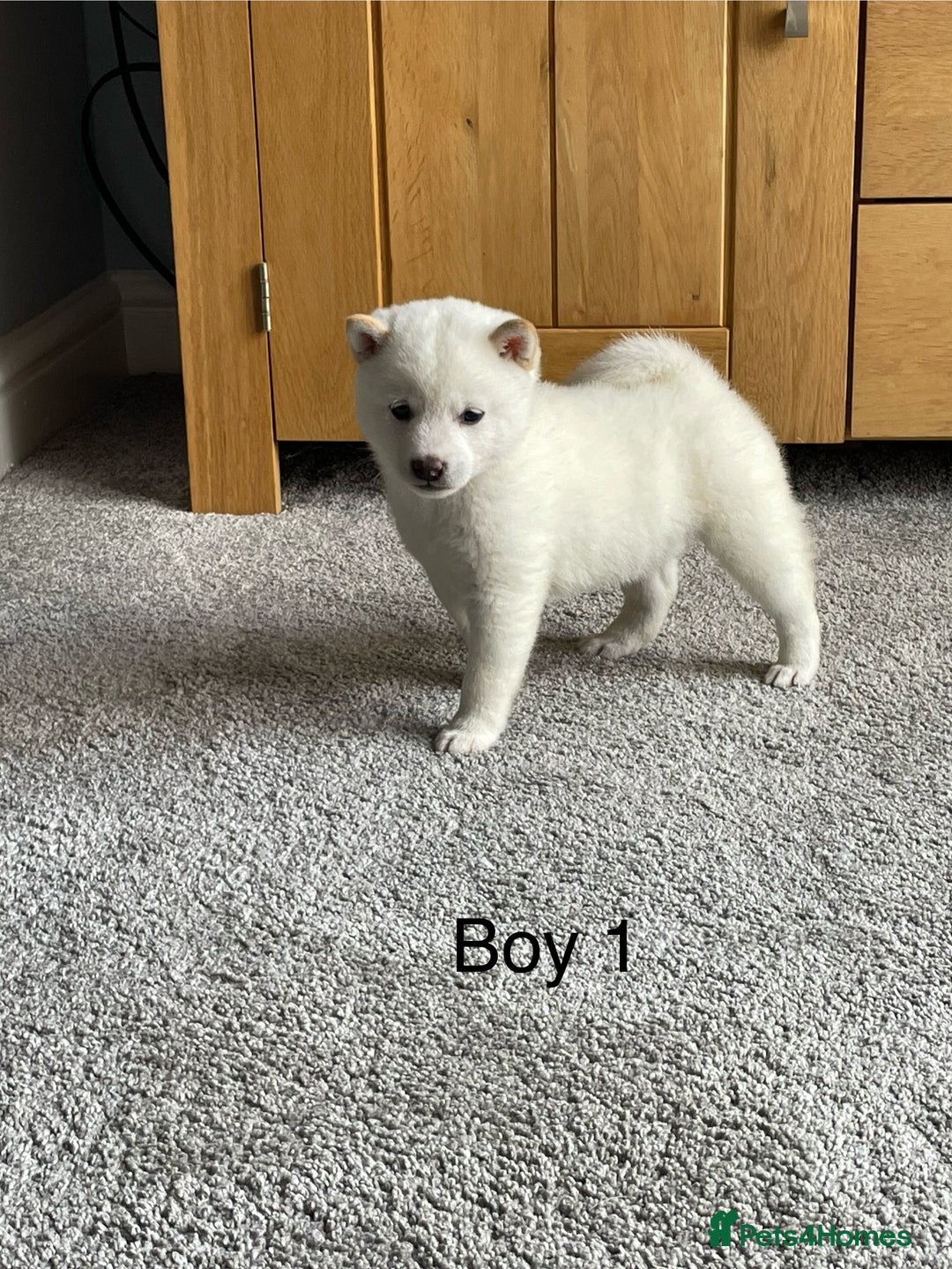 Japanese Shiba Inu dogs for sale: Health Tested Japanese Shiba Inu Puppies - Image 7