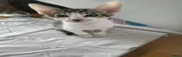Mixed Breed cats for sale: Beautiful litter is Siamese mixed breed kittens - Advert 28