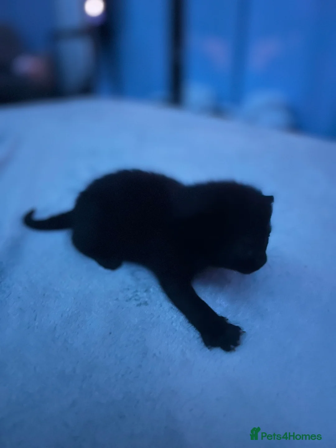 Mixed Breed cats for sale: 7 lovely sweat kittens - Advert 2