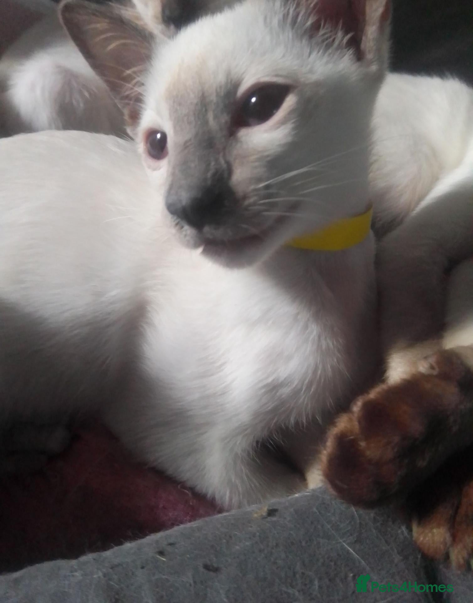 Siamese cats Siamese kittens - Advert 11