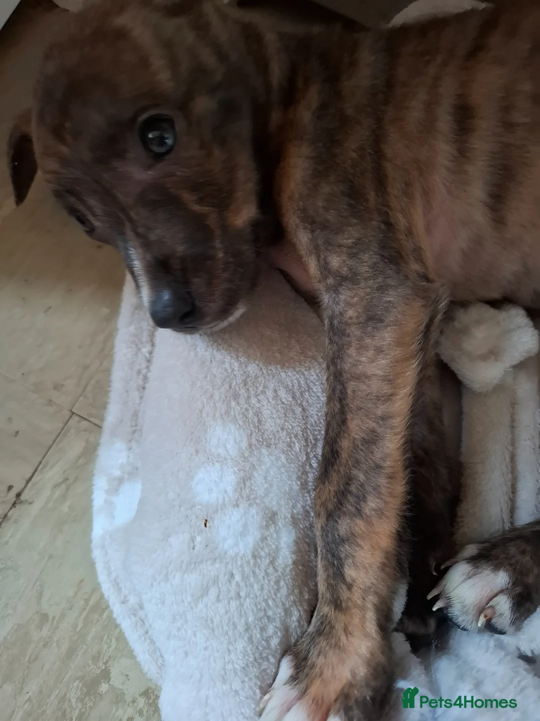 Borador dogs for sale: Pup collie cross lab - Advert 2