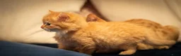 RagaMuffin cats for sale: Ragamuffin & Siamese tabby mixed - Advert 8