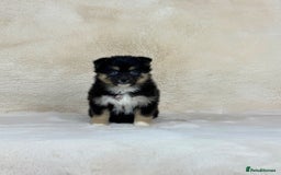 Pomsky dogs for sale: Stunning blue eyes F3 Pomsky puppies for sale  - Image 28