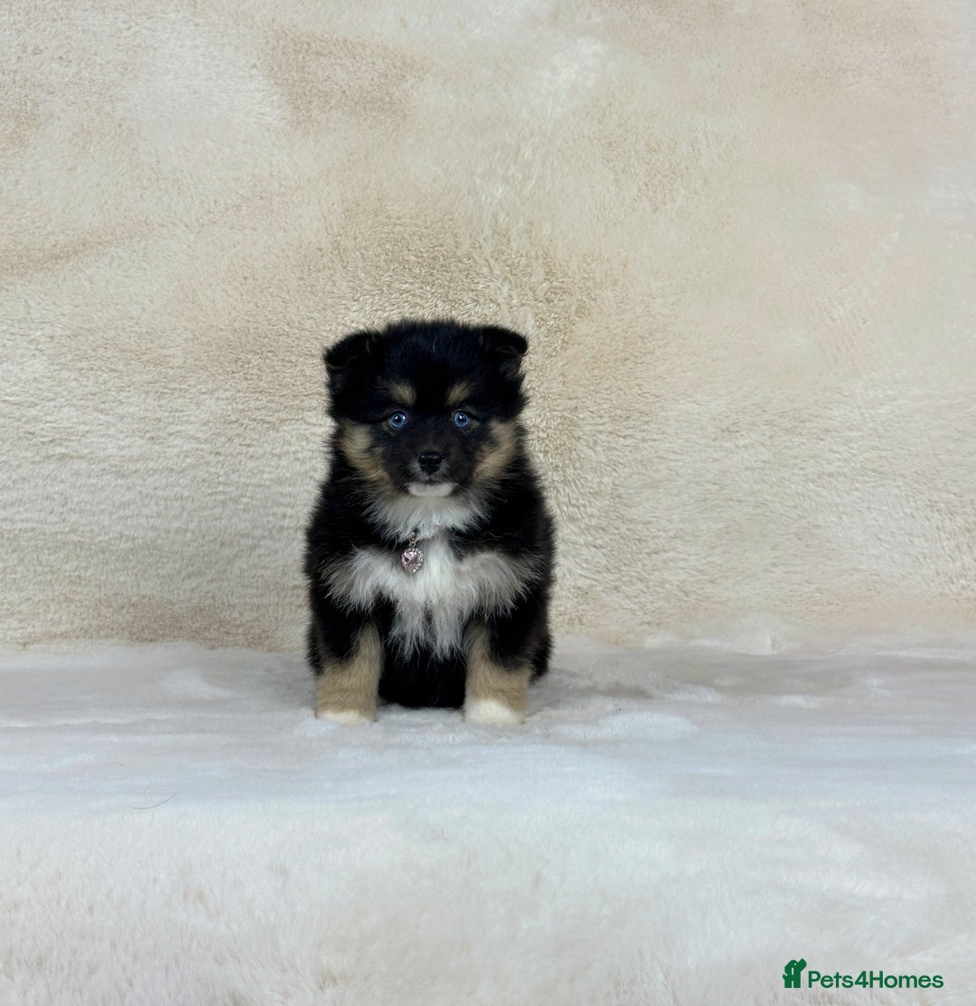 Pomsky dogs for sale: Stunning blue eyes F3 Pomsky puppies for sale  - Image 28