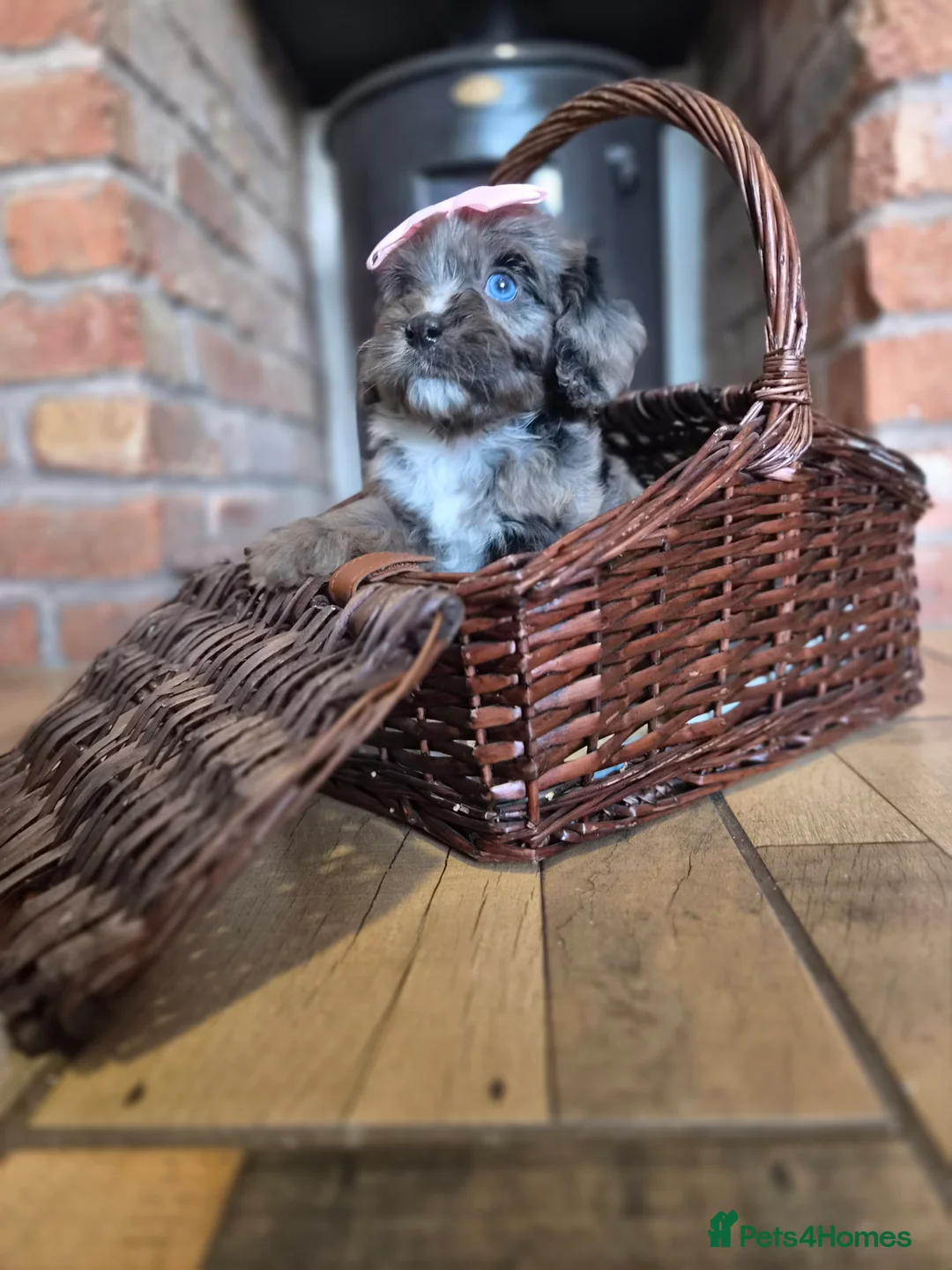 Cavapoo dogs for sale: Health tested F1 cavapoo puppies  - Advert 2