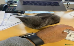 Russian Blue cats for sale: 3 Month Old Kitten Looking 4 a Loving Forever Home - Advert 3