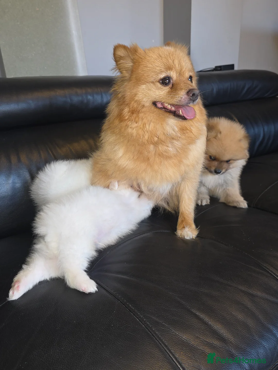 Pomeranian dogs for sale: Absolutely  stunning pomeranian  puppies  - Advert 2