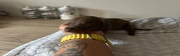 Dobermann dogs for sale: ISABELLA & TAN KC REGISTERED DOBERMAN PUPPIES - Advert 21