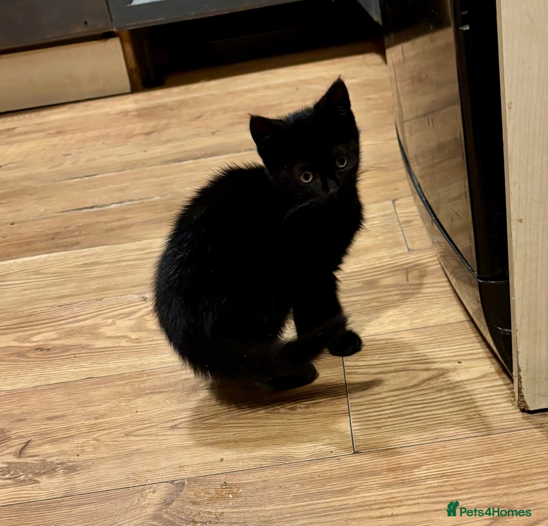 Mixed Breed cats for sale: Three Cute Kittens Available  - Advert 4