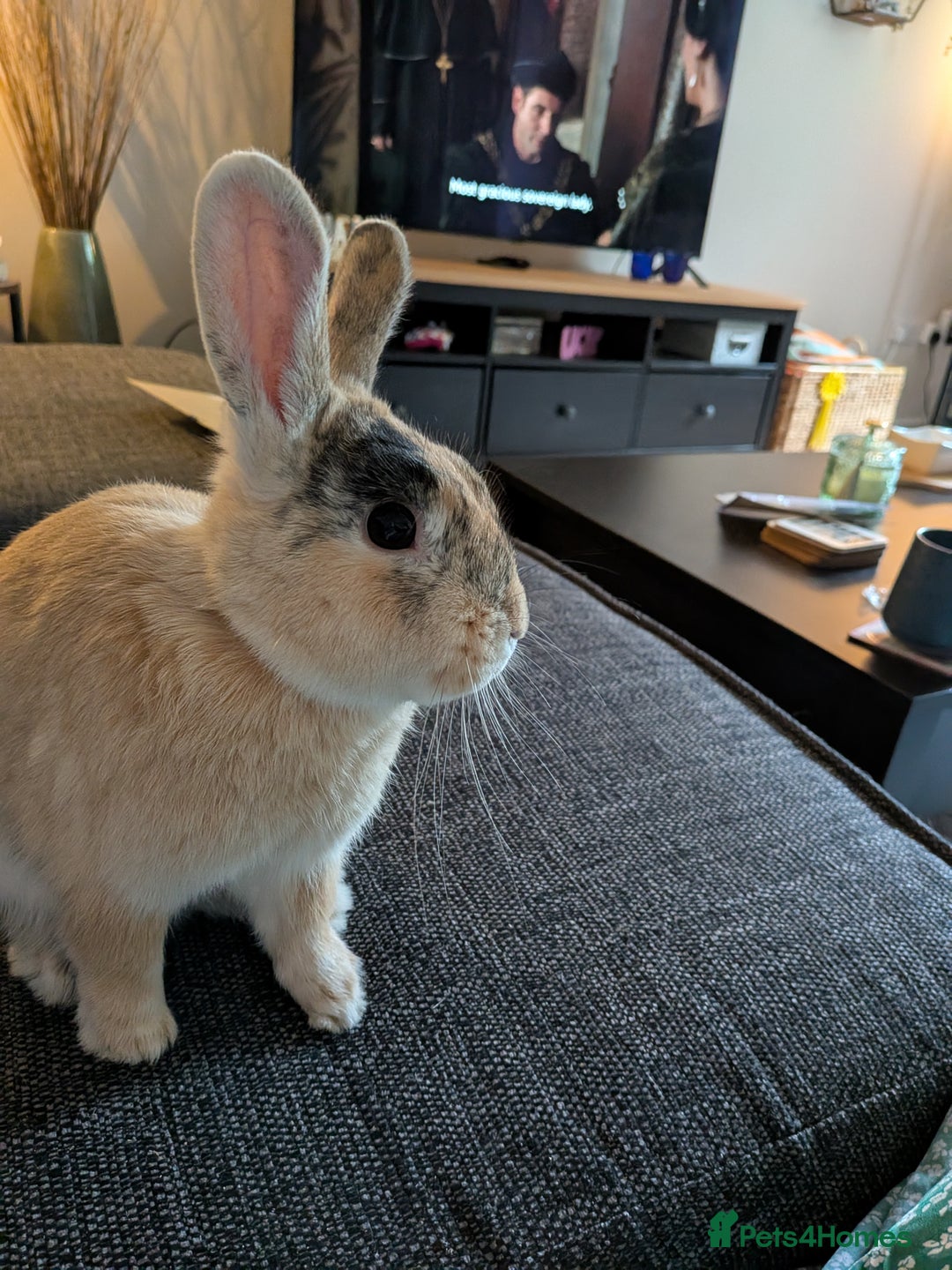 Mixed Breed rabbits for sale: Toffee - Advert 2