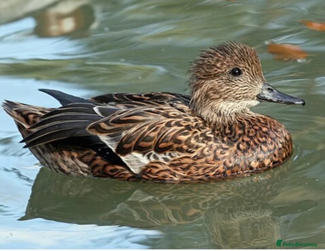 Ducks poultry for sale: For sale a pair of falcated teal  - Advert 2