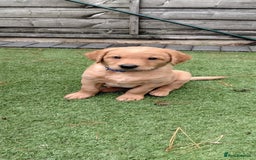 Labrador Retriever dogs for sale: Ready to leave 23rd Nov - Advert 5