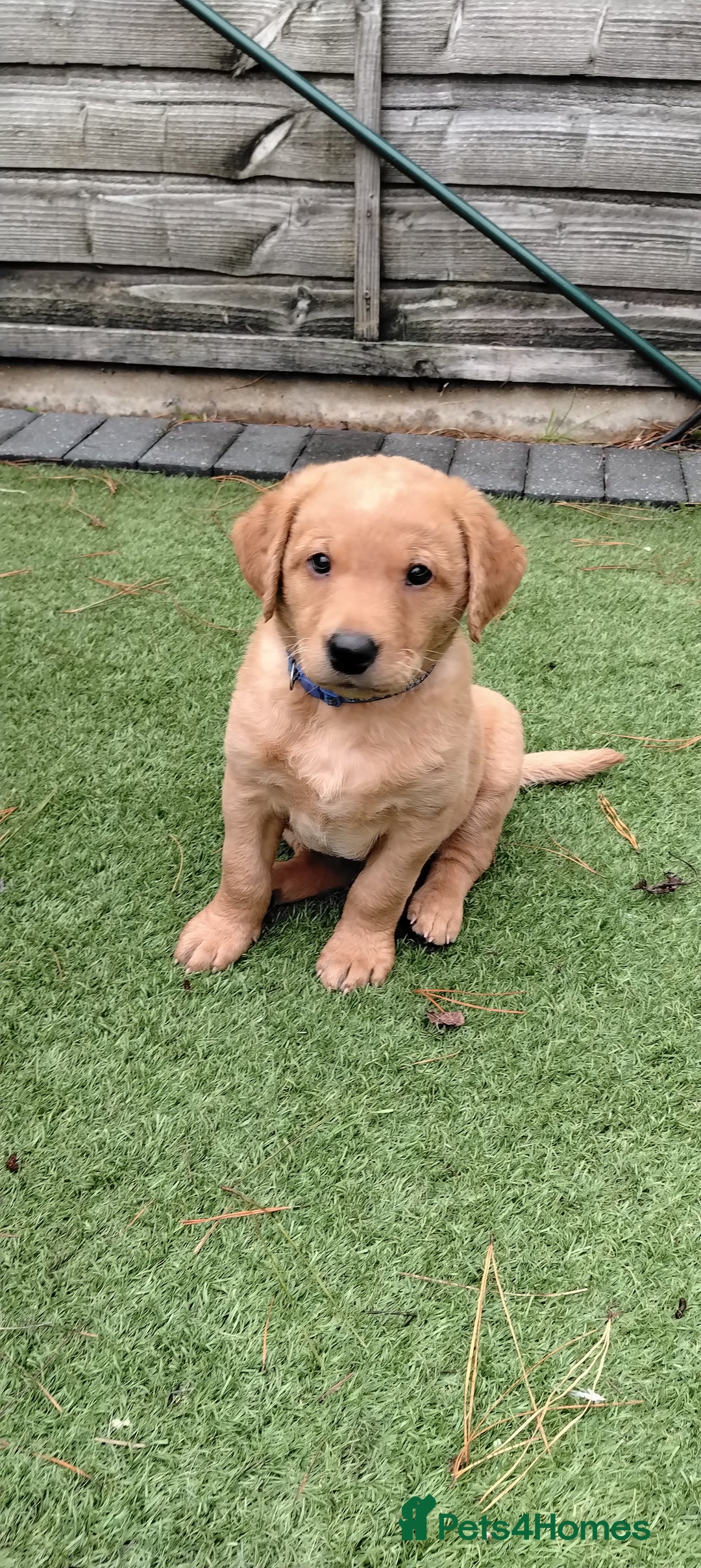 Labrador Retriever dogs for sale: Ready to leave 23rd Nov - Advert 5