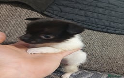 Mixed Breed dogs for sale: Pomeranian cross puppies ready now - Image 29