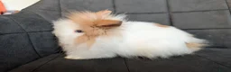 Lionhead rabbits for sale: Beautiful Double-maned Lionhead Rabbits for Sale - Advert 6