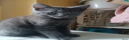 Mixed Breed cats for sale: Beautiful kitten female for sale  - Advert 2