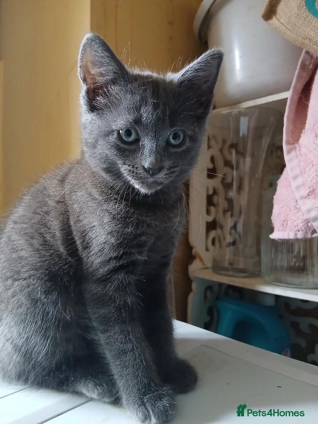 Mixed Breed cats for sale: Beautiful kitten female for sale  - Advert 2
