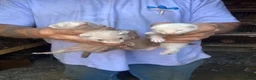 Ferret rodents for sale: Ferrets for sale  in Gravesend - Advert 3