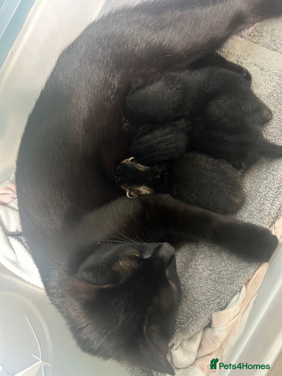 Domestic Shorthair cats for sale: Kittens - Image 2