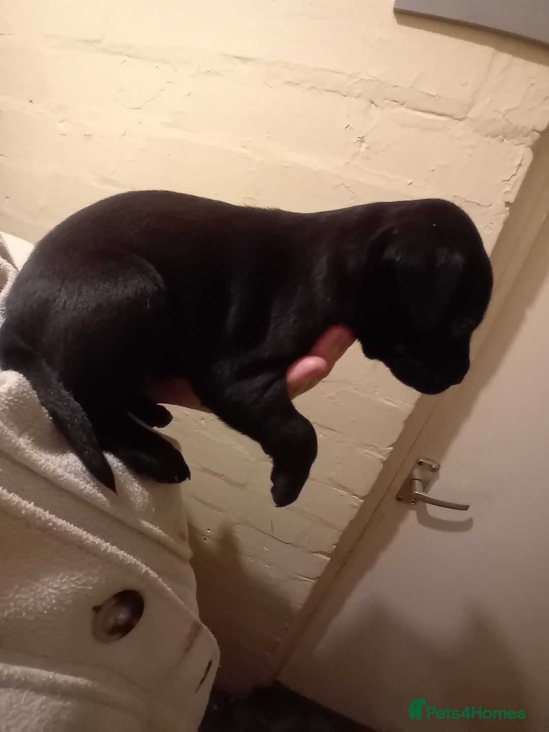 Mixed Breed dogs for sale: Labrador cross - Advert 8