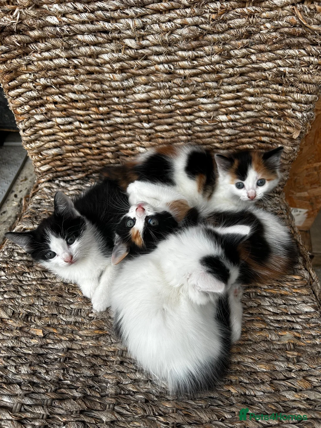 Mixed Breed cats for sale: Selling these adorable kittens  in Mitcham - Advert 4