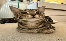 Mixed Breed cats for sale: Mixed tabby kittens  - Image 2