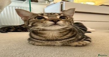 Mixed Breed cats - Advert 15