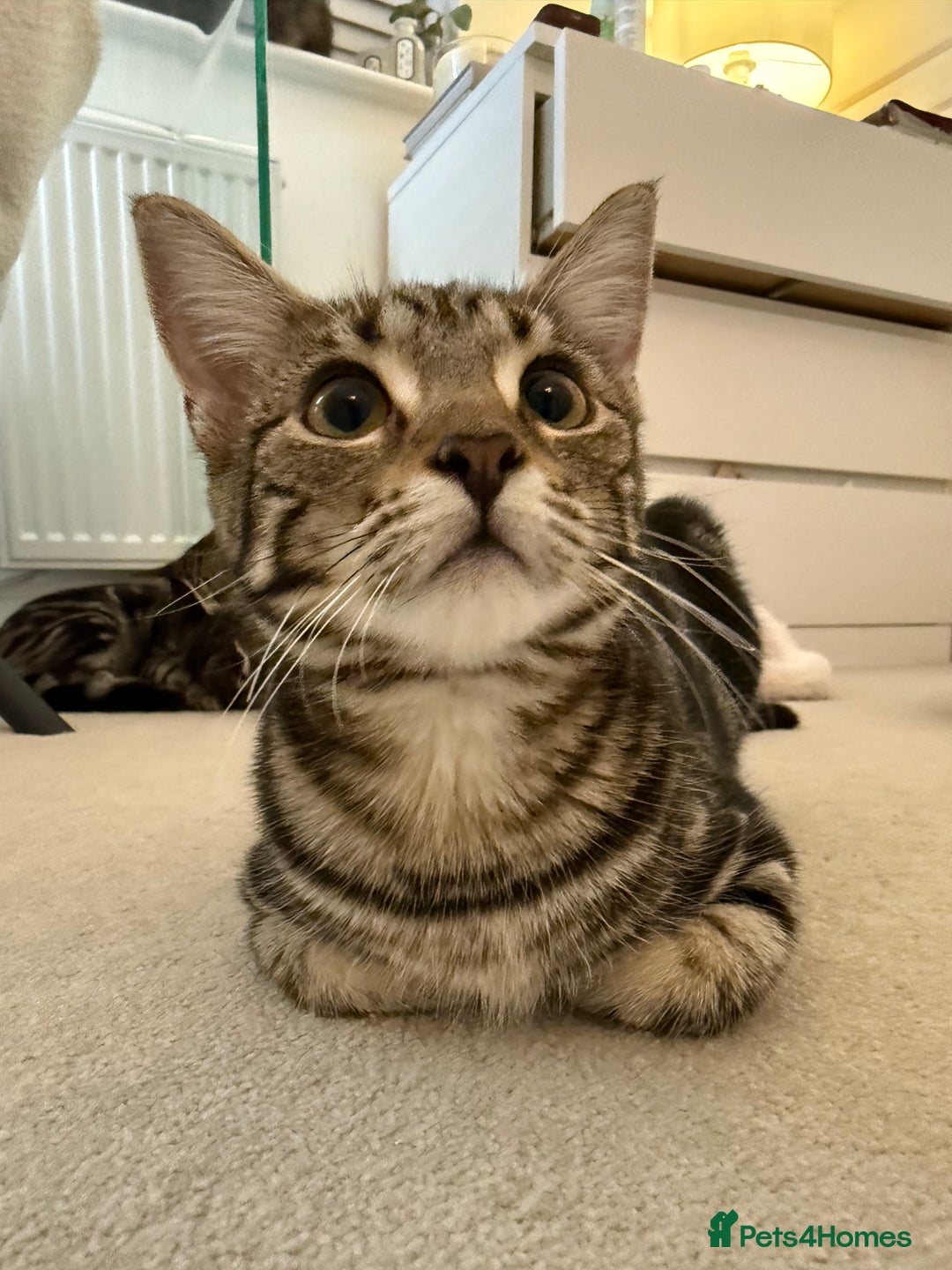 Mixed Breed cats for sale: Mixed tabby kittens  - Image 2