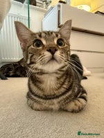 Mixed Breed cats - Advert 1