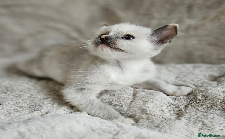 Ragdoll cats - Advert 9