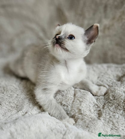 Ragdoll cats - Advert 9