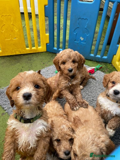 Gallery Image {{count}}