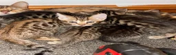 Bengal cats for sale: Pure bengal boy - Advert 1