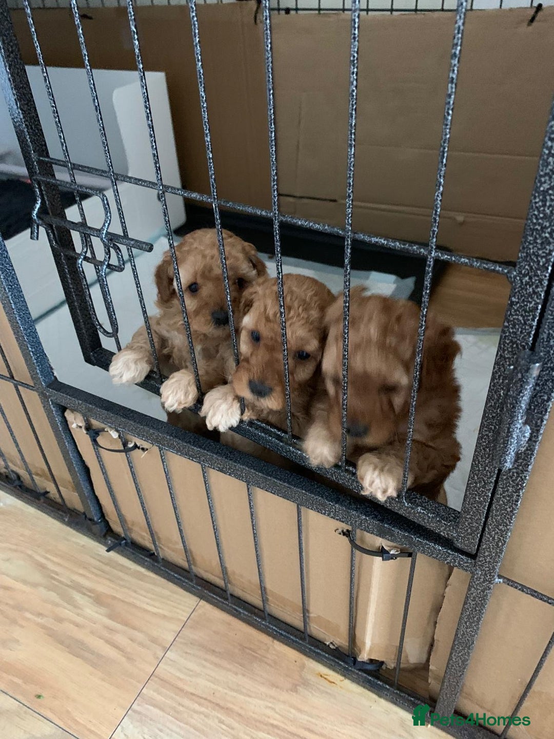 Maltipoo dogs for sale: Gorgeous Maltipoo Puppies  - Advert 9