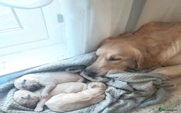 Golden Retriever dogs for sale: 🥰First Class kc Golen Retriever boys🥰 - Image 13
