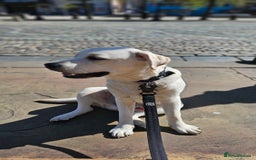 Labrador Retriever dogs for sale: 1 year old Labrador Male for Sale - Image 2