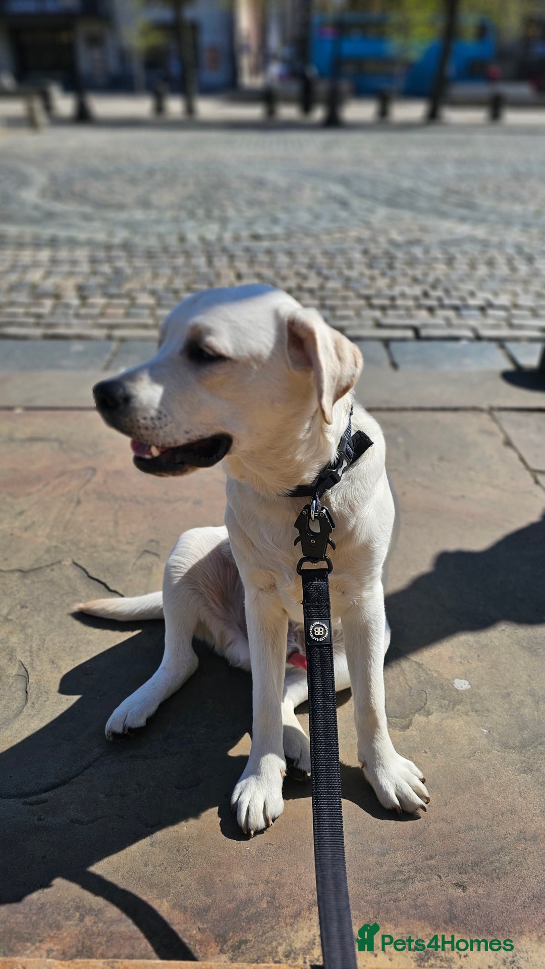 Labrador Retriever dogs for sale: 1 year old Labrador Male for Sale - Image 2