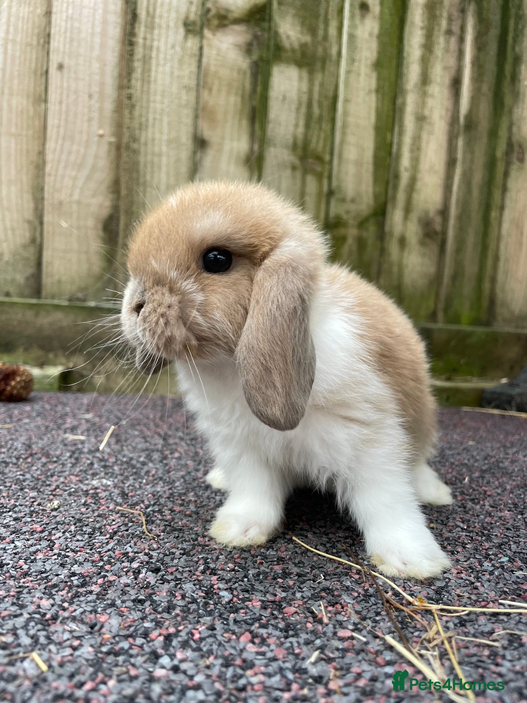 Mini Lop rabbits for sale: Gorgeous mini lops looking for their forever home - Image 2