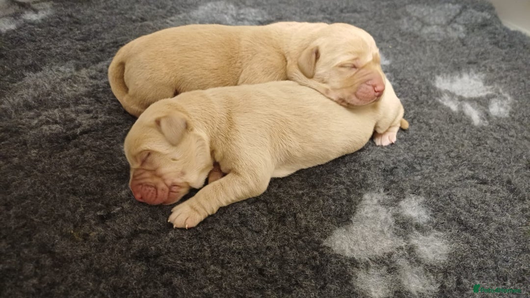 Labrador Retriever dogs for sale: KC Labrador puppies 5weeks old 3 boys  - Image 8