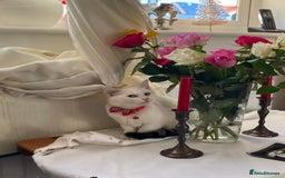 British Shorthair cats for sale: 6 Playful British Shorthair Cats - Image 15