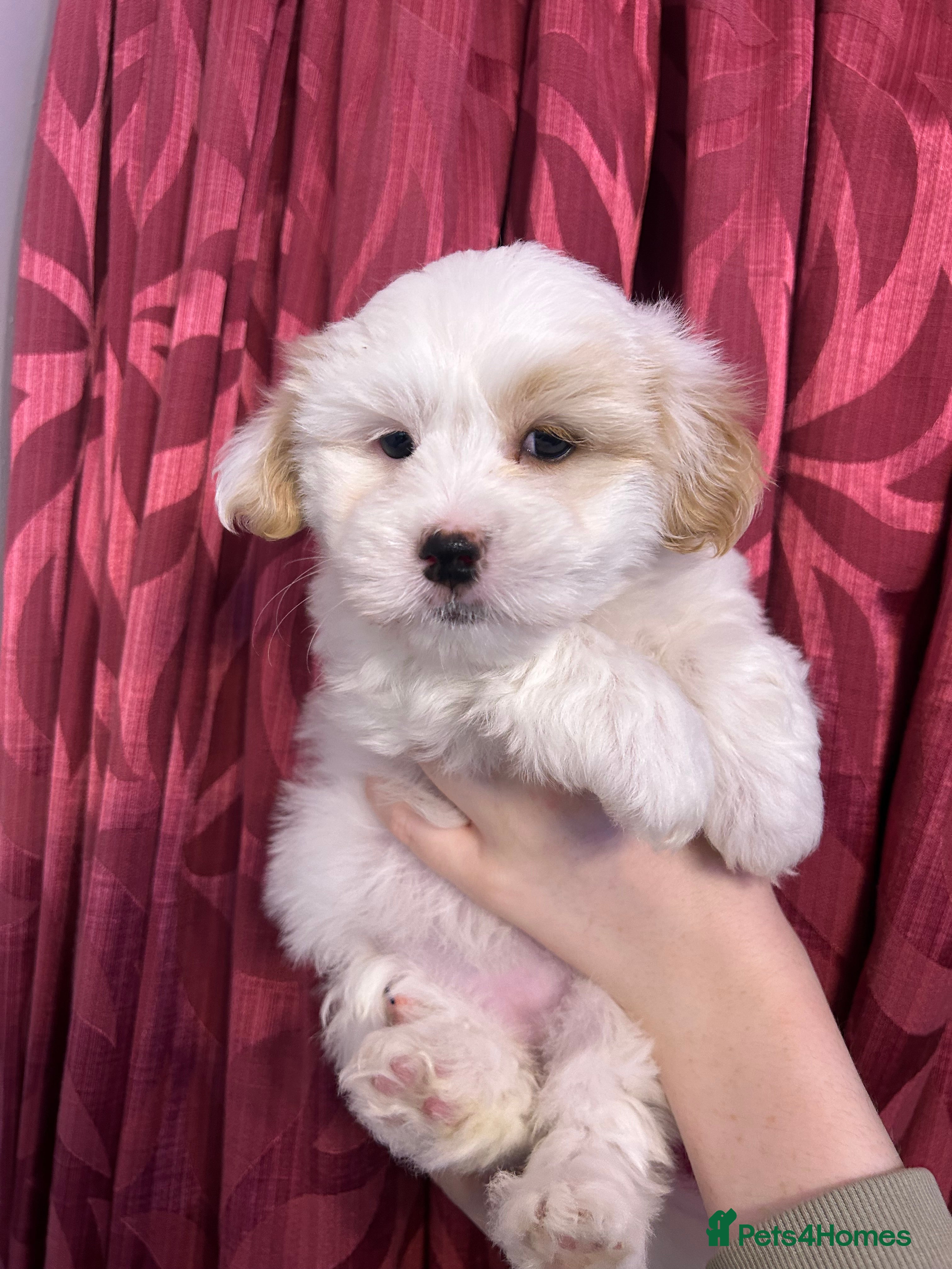 Coton De Tulear dogs KC reg Coton de Tulear Pups 1 boy, 1 girl left - Advert 3