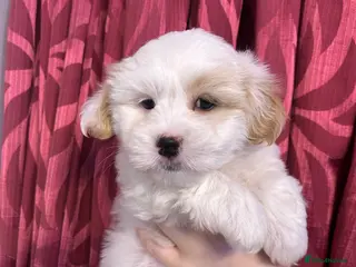Coton De Tulear dogs KC reg Coton de Tulear Pups 1 boy, 1 girl left - Advert 3