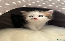 Mixed Breed cats for sale: Adorable mixed breed kittens for sale  - Image 25