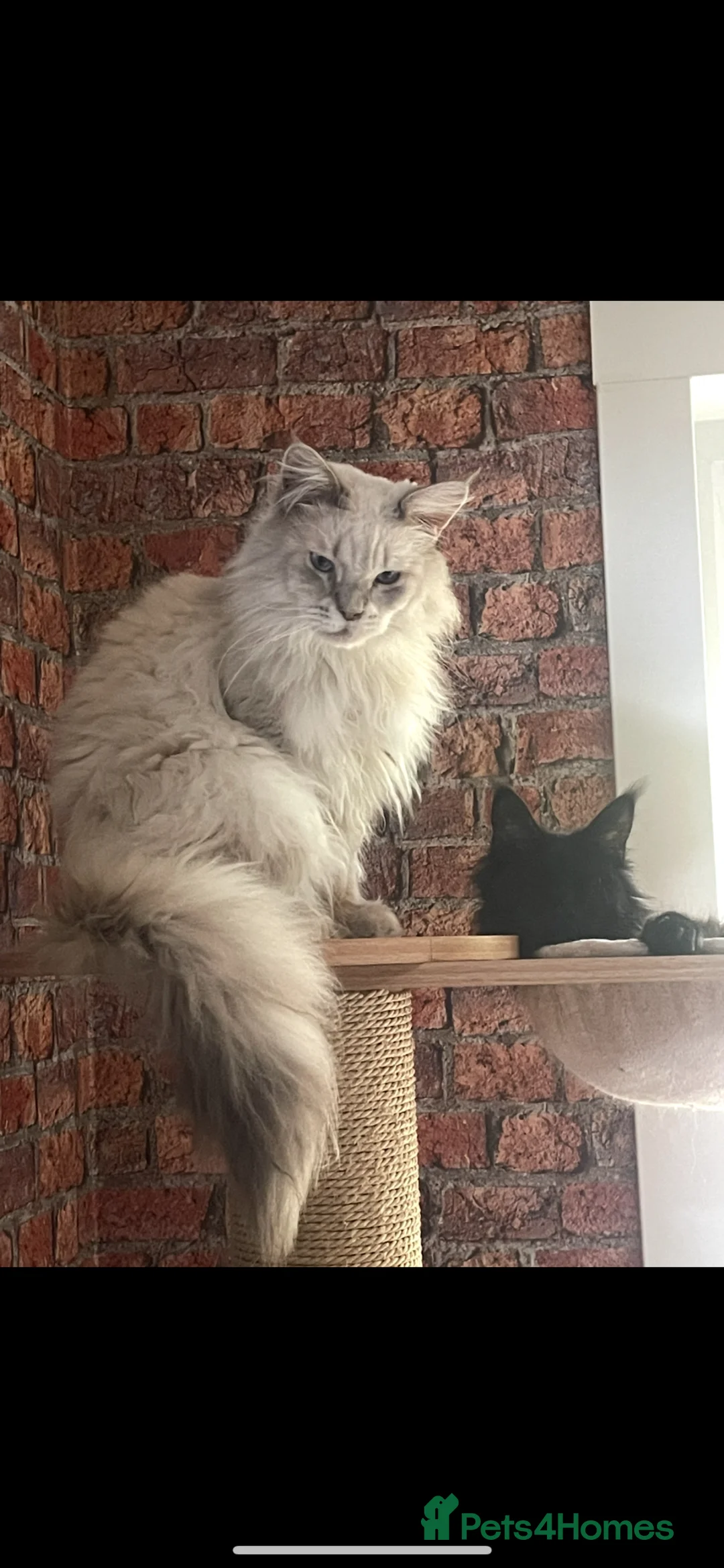 Maine Coon cats for sale: Maine coon - Advert 1