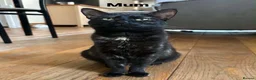 Domestic Shorthair cats for sale: BEAUTIFUL KITTENS LOOKING FOR THEIR FOREVER HOMES in Market Harborough - Advert 5