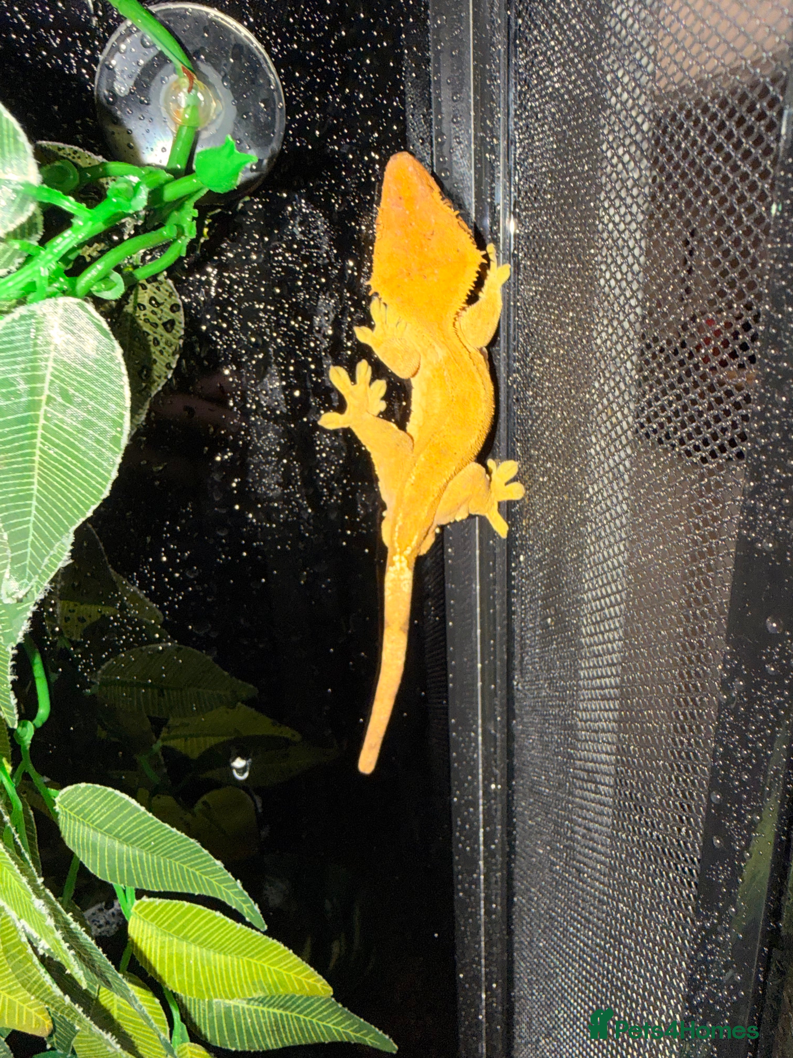Mixed Breed reptiles Male and female crested geckos - Advert 2