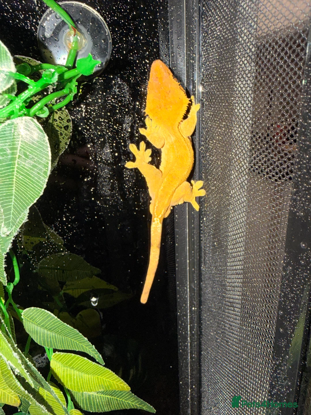 Mixed Breed reptiles for sale: Male and female crested geckos - Advert 1