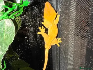 Mixed Breed reptiles Male and female crested geckos - Advert 2