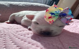 Chihuahua dogs for sale: Chihuahua pups  - Image 3